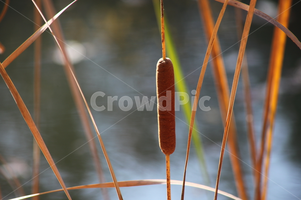 부들,감포,식물,cattail,수생식물,식물,자연,plants,nature