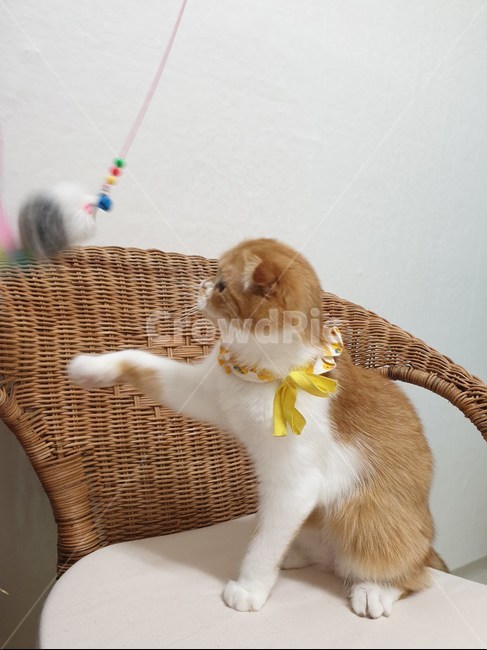 고양이,라탄,cat,반려묘,스코티쉬폴드,슈렉고양이,동물,animal,포유류,mammal,고양이,cat,kitten,kitty