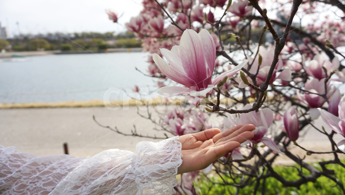 자주벚꽃,벚꽃,자주색벚꽃,봄,호수,꽃,미사리,미사리조정경기장,미사리경정공원,garden,cherryblossoms,purplecherryblossoms,식물,자연,plants,nature,꽃,flower,신체일부,몸,body