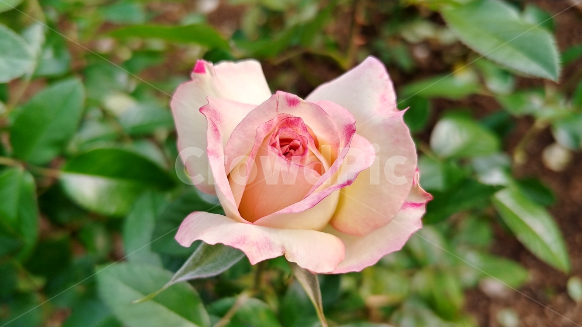 식물,flower,꽃,rose,장미,식물,자연,plants,nature,꽃,flower