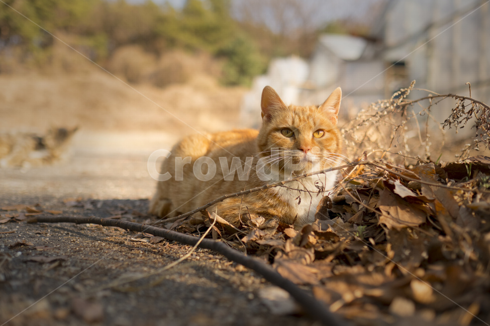 감성,고양이,길냥이,필름,동물,동물,animal,포유류,mammal,고양이,cat,kitten,kitty