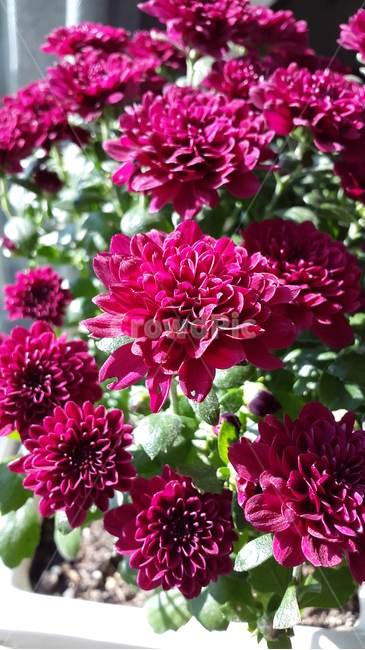 국화,꽃,자주색,소국,식물,식물,자연,plants,nature,꽃,flower