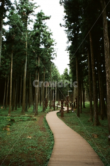 필름,필름사진,제주,제주도,숲,나무,초록,길,산책,공원,jeju,film,analog,green,tree,자연,풍경,nature,landscape,한국자연풍경,한국자연경관,korea nature landscape,제주도,jeju,jeju island,식물,plants,나무,trees,wood,조각상,동상,석상,조형물,statue,bronze statue,stone statue,path,통로,outdoors,옥외,garden,정원
