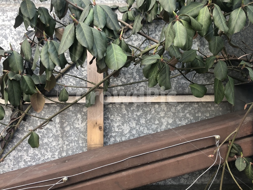 나뭇잎,담벽,나무,잎,덩쿨,식물,자연,plants,nature