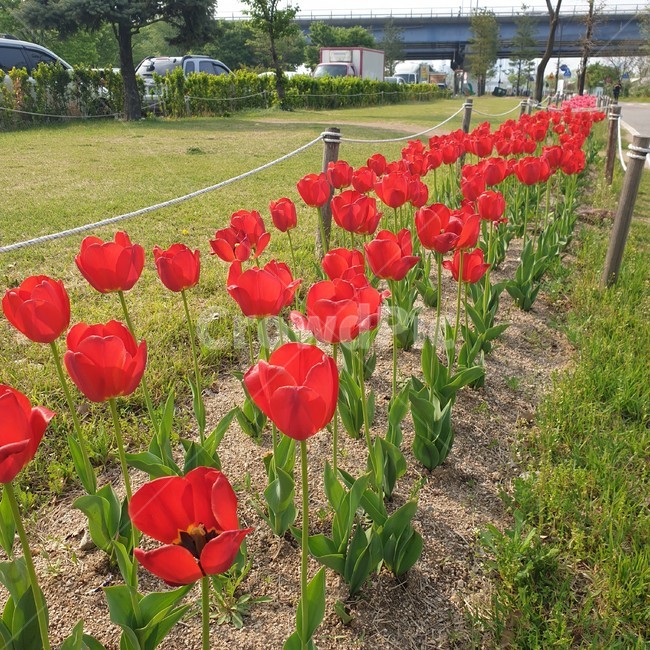 plant,식물,blossom,꽃,flower,튤립,tulip,식물,자연,plants,nature,꽃,flower