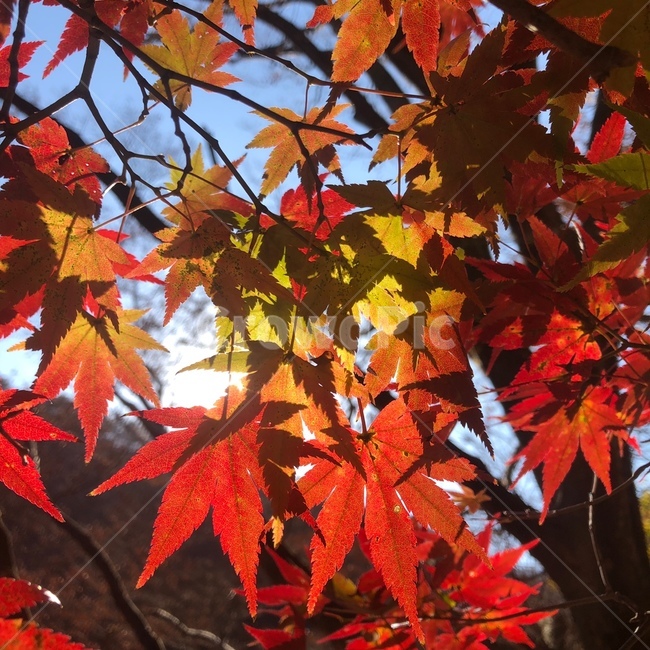 가을,단풍,단풍나무,가을단풍나무,내장산단풍,가을내장산,가을내장산단풍나무,가을,계절,fall,autumn,season