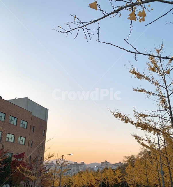 sky,하늘,노을,은행나무,은행