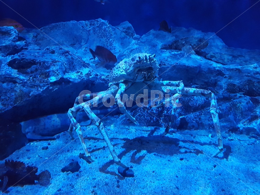 게,아쿠아리움,대게,바다생물,바다,동물,animal