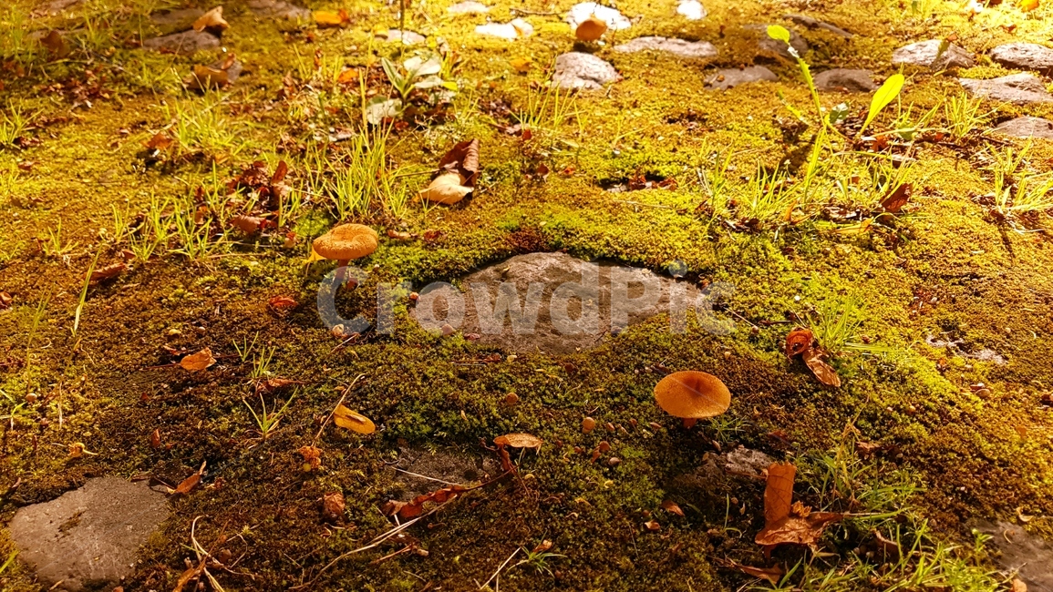 버섯,숲,forest,mushroom,이끼,moss,ground,동화,산책,산책로