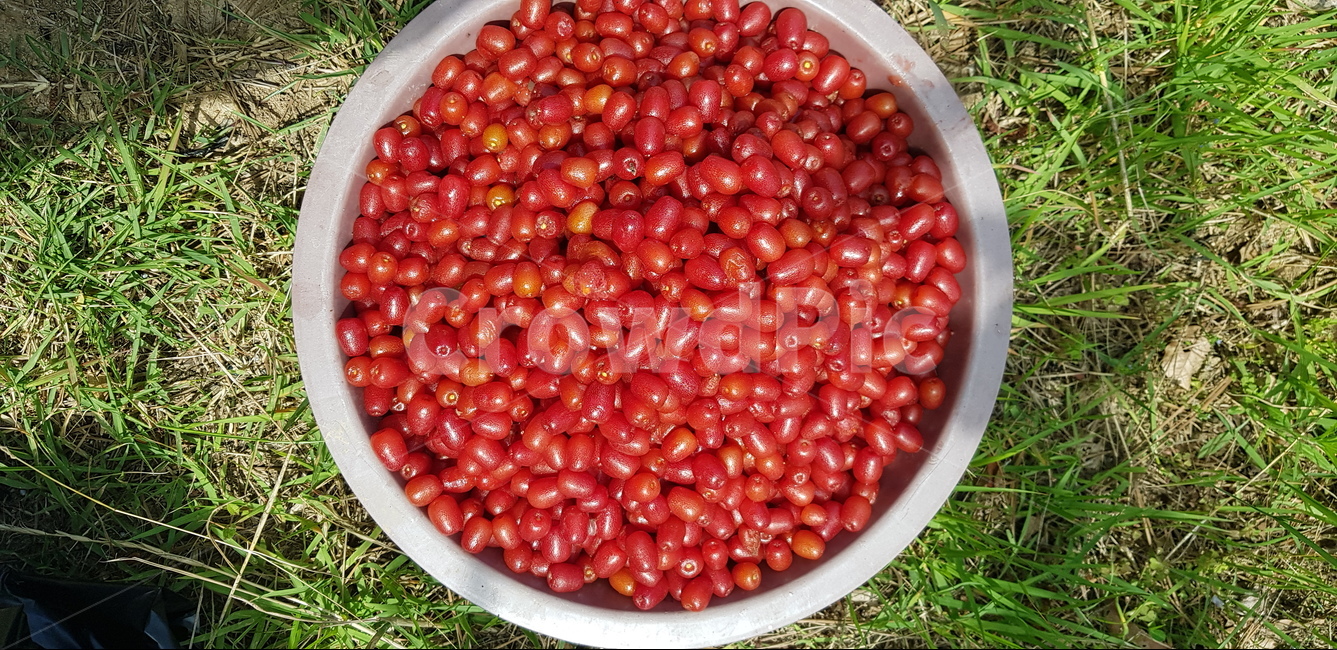 보리수,보리수열매,보리수수확,빨간색보리수,보리수열매수확,과일,열매,fruit