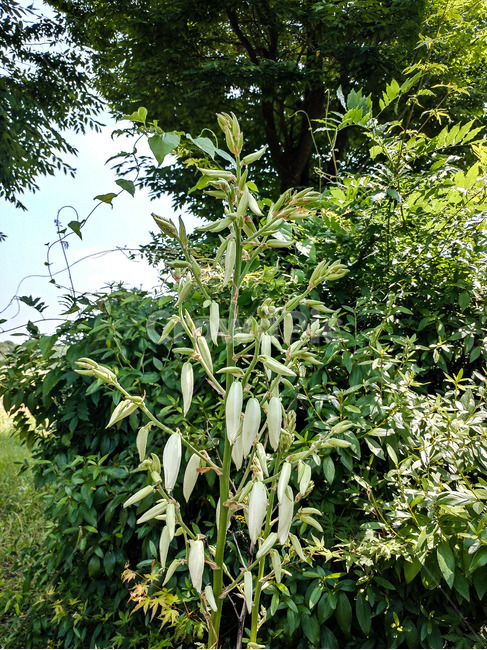 실유카,실유카꽃,유카,유카꽃,식물,용설란과,원추화서,yucca