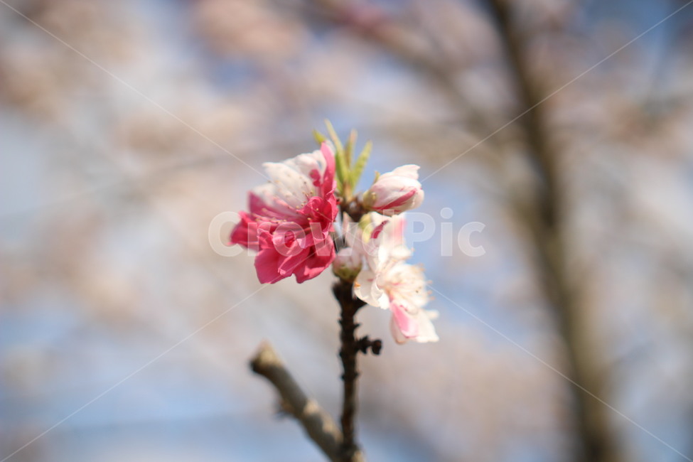 꽃,flower,흰색,진홍색,반반