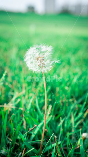 민들레,잔디,공원,꽃,감성사진,식물,자연,plants,nature,꽃,flower,감성,sensible,feeling