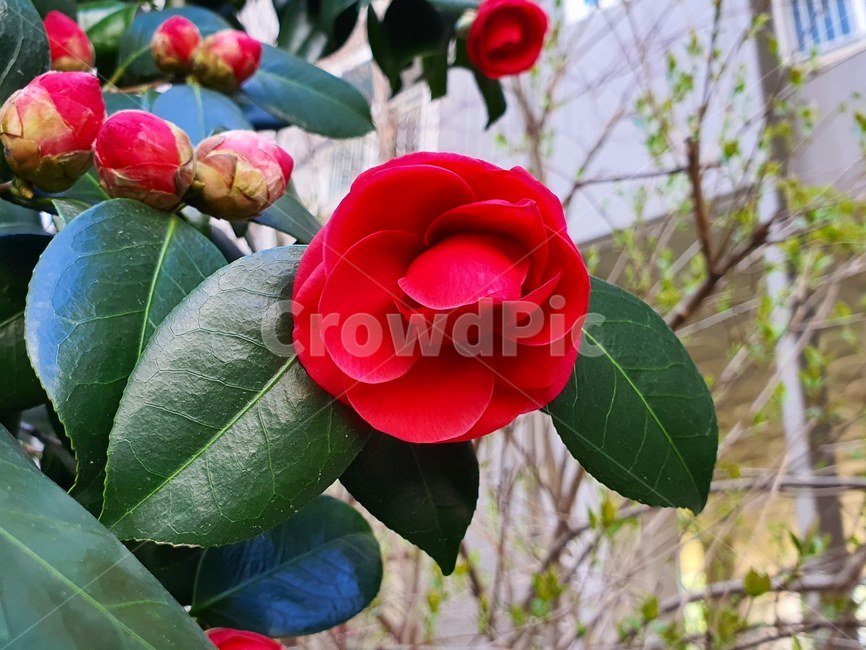 blossom,꽃,plant,flower,식물,동백,동백꽃,빨강,빨간꽃