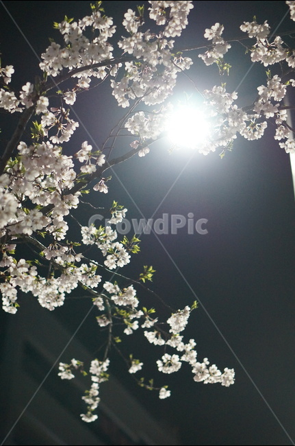 벚꽃,야경,빛,봄,풍경,봄,계절,spring,season,야경,밤,풍경,nightscape,night,landscape,식물,자연,plants,nature,꽃,flower,plant,blossom,cherry blossom