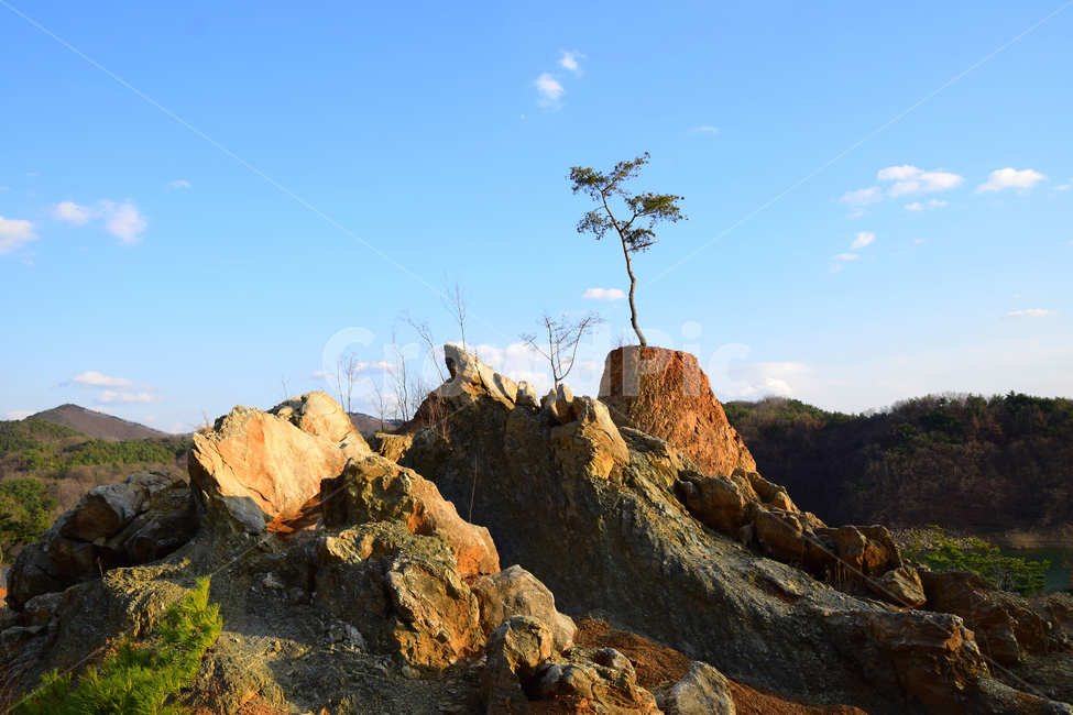 소나무,푸른하늘,파란하늘,구름,나무,pine,bluesky,sky,clouds,tree