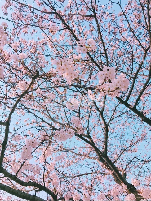 벚꽃,나무,봄,하늘,벚꽃나무