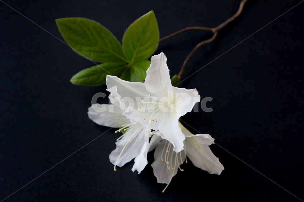 azaleas,azaleasflowers,closeup,decoration,detail,flower,fresh,green,leaf,leaves,macro,natural,nature,plant,royalazaleablossom,whiteazaleasflowers,철쭉,철쭉꽃,클로즈업,디테일,꽃,신선한,그린,녹색,잎,나뭇잎,잎사귀,자연,식물,플라워,진달래,검은색,검정,블랙,꽃,flower