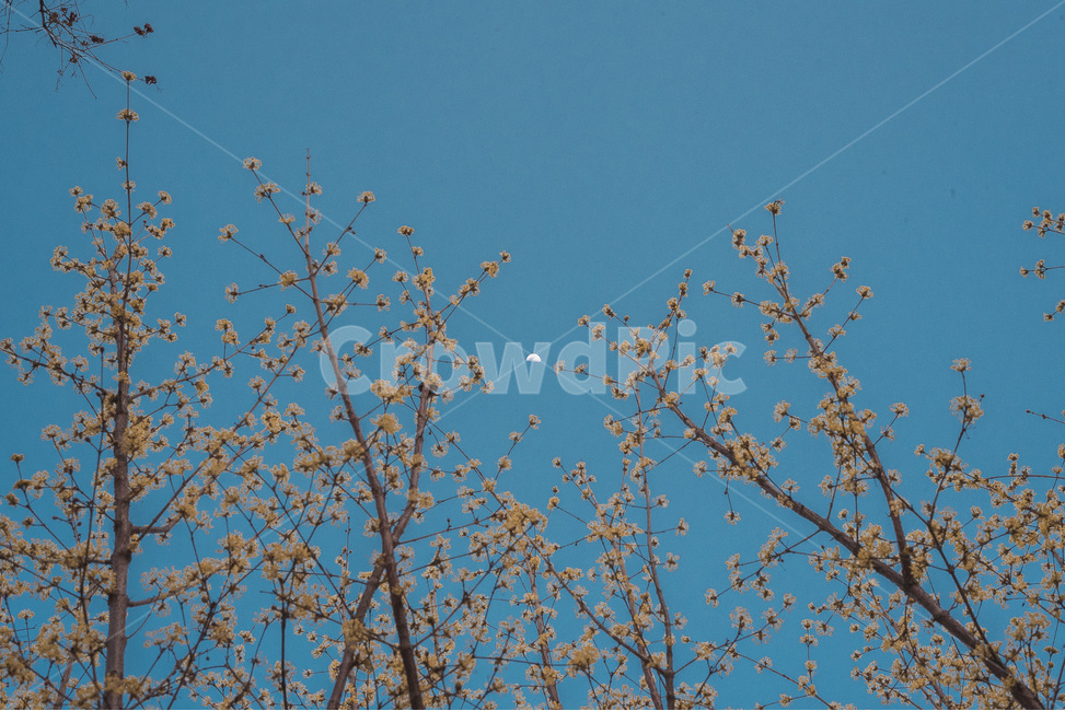 풍경,봄,꽃,자연,산수유,달,봄,계절,spring,season,식물,자연,plants,nature,꽃,flower