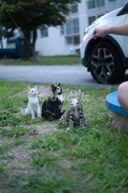 길고양이,고양이,길냥이,동물,아기고양이,새끼고양이,cat,pet,animal,코리안숏헤어,포유류,코숏,동물,animal,포유류,mammal,고양이,cat,kitten,kitty