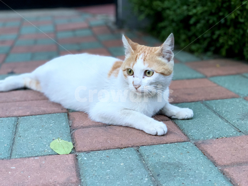 동물,고양이,애완동물,야생고양이,포유류