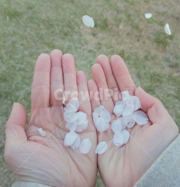 꽃,벚꽃,손,꽃잎,봄,감성,hand,바람,봄,계절,spring,season,꽃,flower,nature,자연