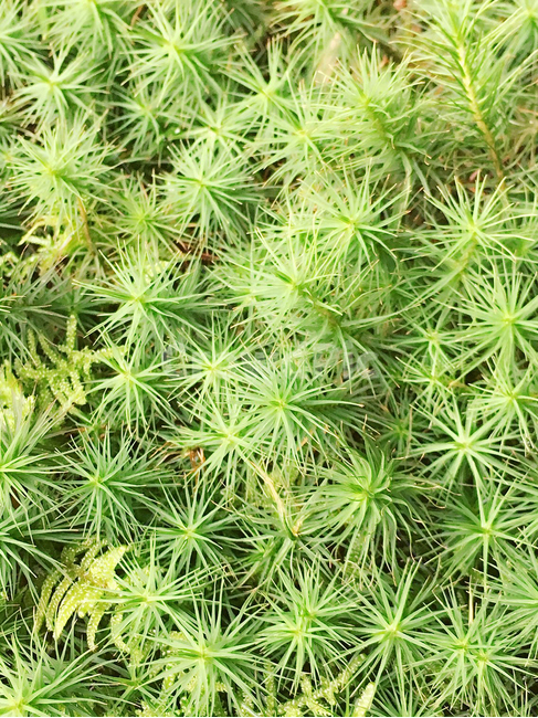 plant,식물,moss,이끼,자연,풀,nature,green,초록식물,초록