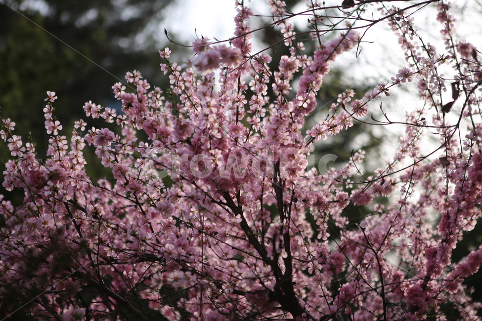 꽃,분홍꽃,봄,spring,앵두꽃,flower,blossom,식물,봄,계절,spring,season