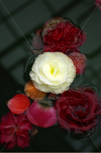 꽃,식물,flower,plant,color,식물,자연,plants,nature,꽃,flower