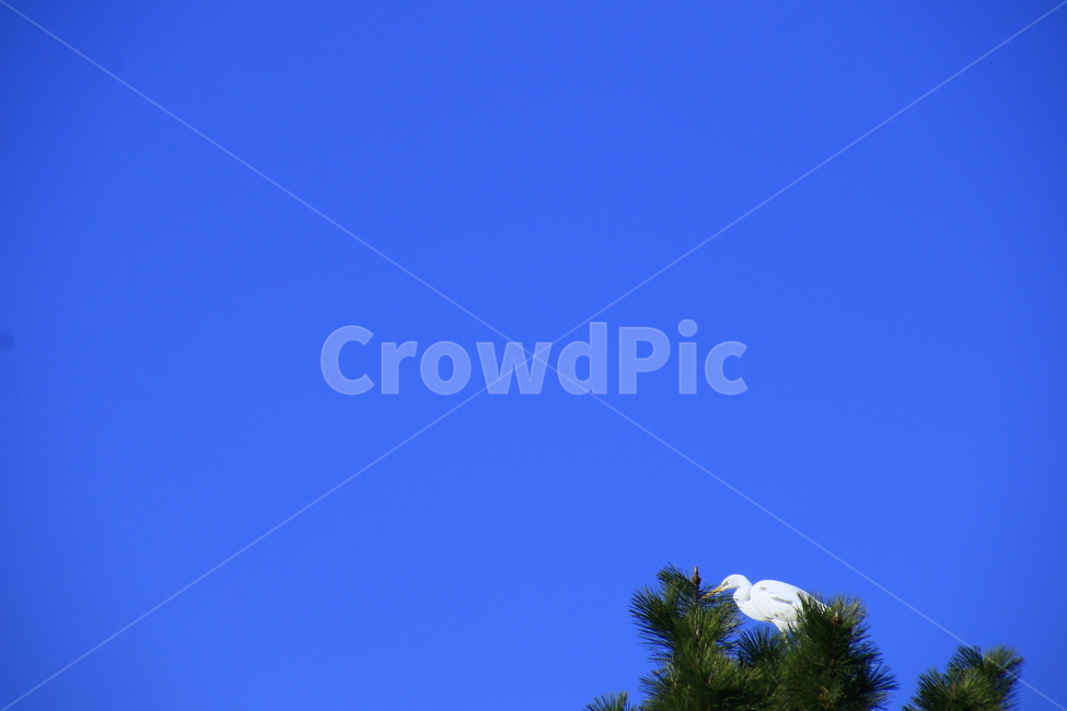 새,동물,animal,식물,전나무,아비,bird,tree,조류,새,birds