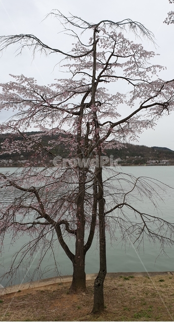 벚꽃,나무,식물,꽃,풍경,blossom,핑크,봄,경주,보문호수,보문