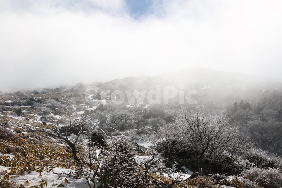 겨울,산,풍경,안개,설산,정상,산무리,구름,배경,나무,자연,겨울,계절,winter,season,자연,풍경,nature,landscape,tree,fir,전나무,plant,식물
