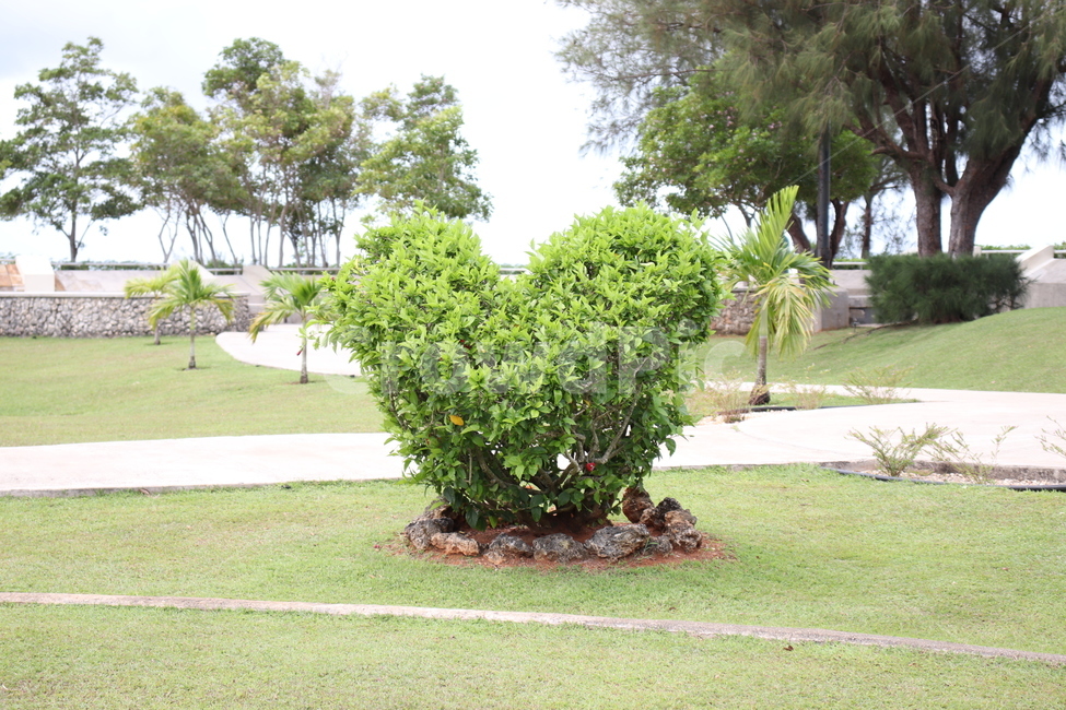 하트,하트모양,풀,나무,하트나무,식물,자연,plants,nature