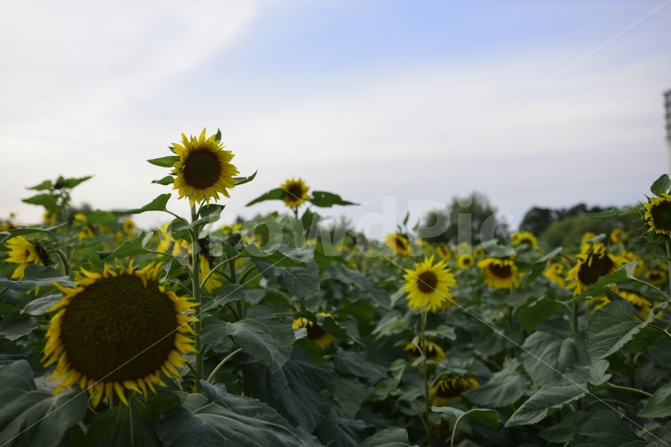 해바라기,계절,자연,꽃,식물,nature,flower,plants,노란색,sunflower,집단,식물,자연,plants,nature,꽃,flower