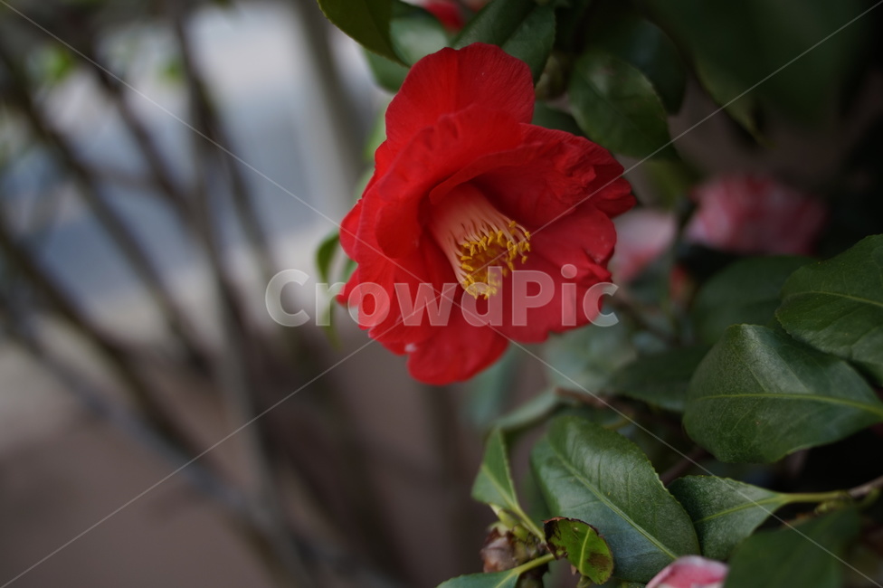 식물,plant,blossom,꽃,flower,식물,자연,plants,nature,꽃,flower