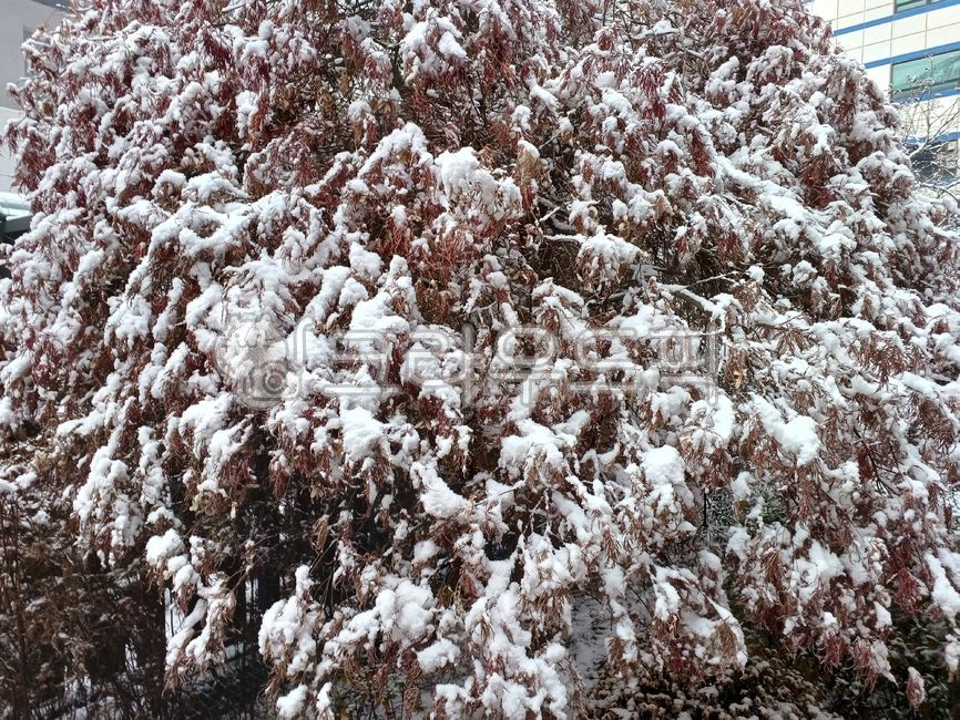 heavy snow,winter,red,fallen leaves,leaves,white,Accumulated snow,red peacock maple,snowflake,small clothes,maple tree,weeping maple,peacock maple,Peacock maple,maple leaf,snow,maple,split maple