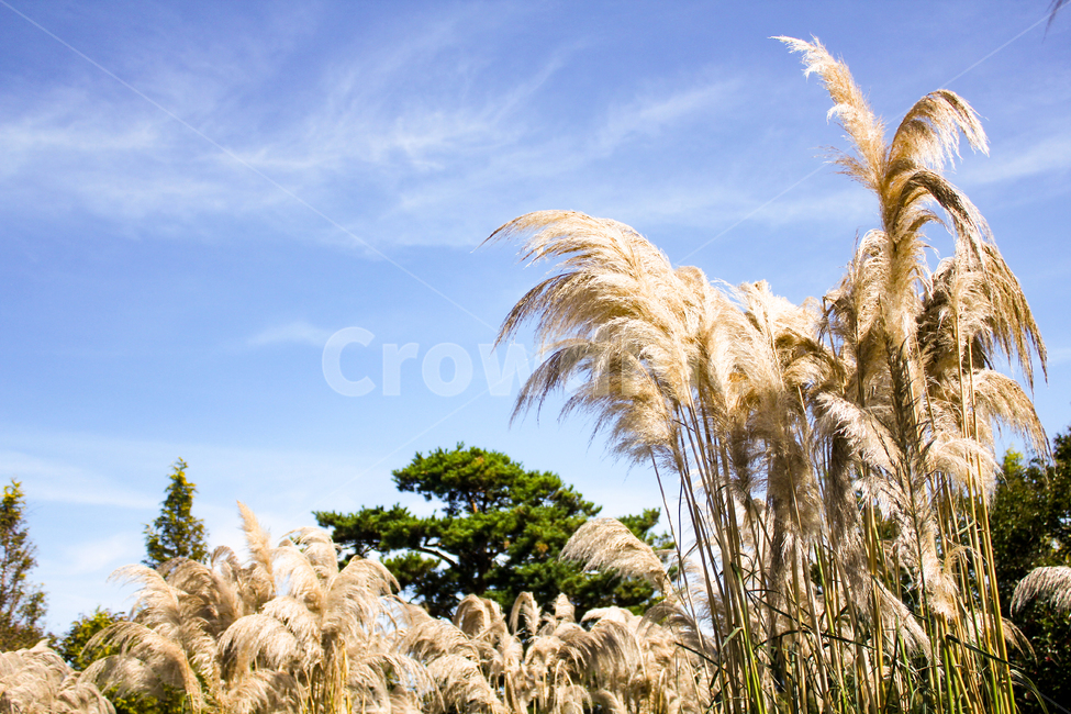 팜파스,하늘,구름,태안,grass,plant,식물,lawn,잔디,reed,갈대,가을,계절,fall,autumn,season,자연,풍경,nature,landscape