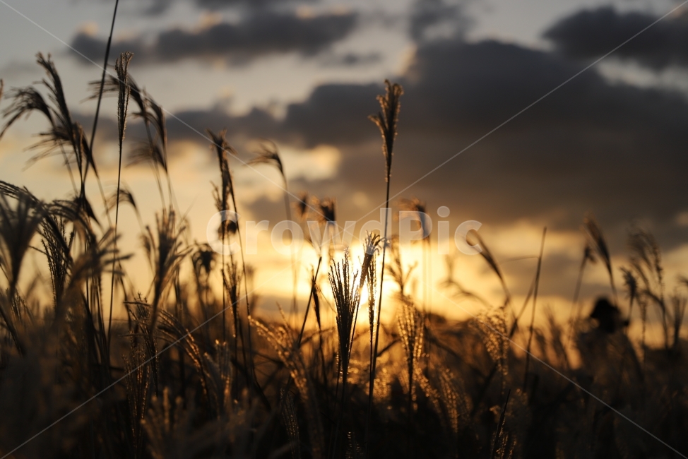 노을,억새,하늘공원,햇빛,태양,데이트,여행,사진,추억,아련,식물,자연,plants,nature,감성,sensible,feeling