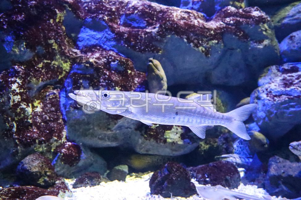 아쿠아리움,물고기,바다,수족관,앨리게이터가,블루,해양생물,자연,바다속,심해생물,산호,심해,생물,어류,푸른색,해양,water,물,fish,생선,심해어류