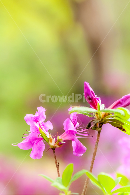 철죽,꽃,봄,접사,아름다움,핑크,봄,계절,spring,season,식물,자연,plants,nature,꽃,flower,blossom,geranium,제라늄,plant