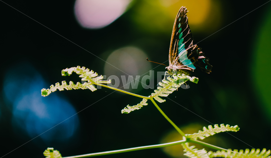 나비,동물,야생동물,자연,곤충,동물,animal,곤충,벌레,insect,bug