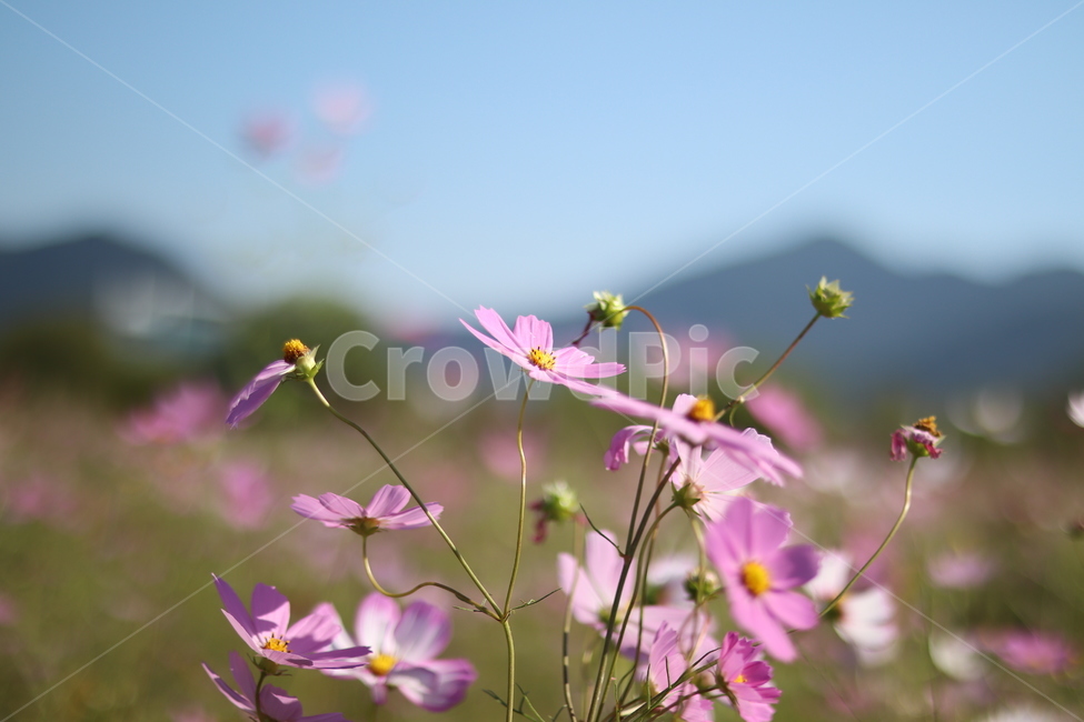 꽃,코스모스,가을,감성,대저,flower,cosmos,가을,계절,fall,autumn,season,식물,자연,plants,nature,꽃,flower,plant