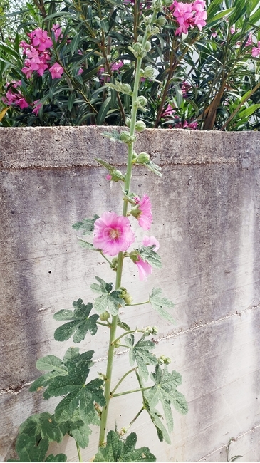 꽃,분홍꽃,식물,자연,벽,식물,자연,plants,nature,꽃,flower