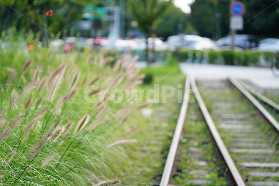 철길,레일,rail,길,철,기찻길,교통,식물,강아지풀,교통,교통수단,traffic,transportation