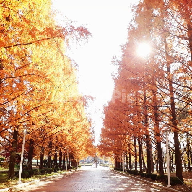 가을,낙엽,단풍,메타세콰이어가로수길,메타세콰이어길,가을,계절,fall,autumn,season,자연,풍경,nature,landscape,한국자연풍경,한국자연경관,korea nature landscape,tree,나무,plant,식물