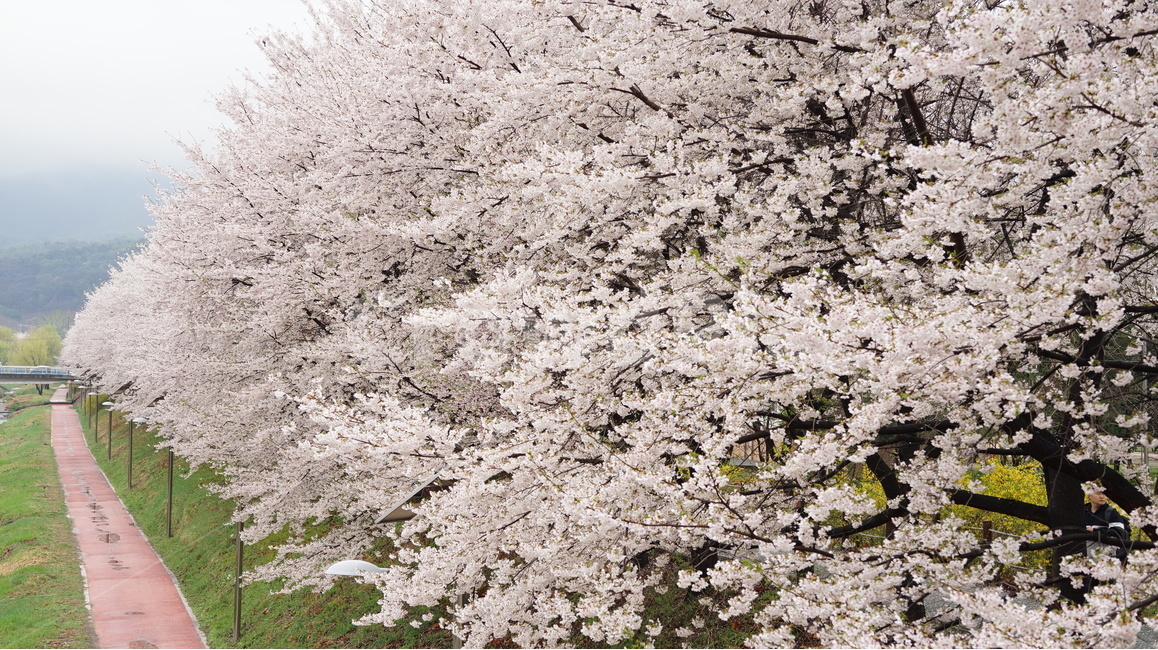꽃,벚꽃,cherryblossom,봄,벚꽃축제,순식간,벚꽃잎,봄,계절,spring,season,자연,풍경,nature,landscape,plant,식물,blossom,flower,cherry blossom