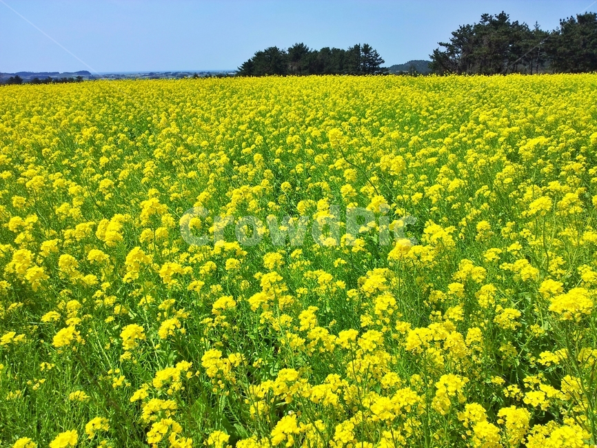 유채꽃,유채꽃밭,유채꽃기름,노란유채꽃,제주도의봄,식물,농촌,자연