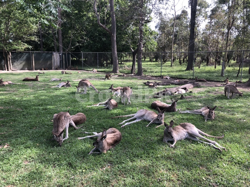 캥거루,캥거루들,자연,호주,여유로운,동물,animal,포유류,mammal