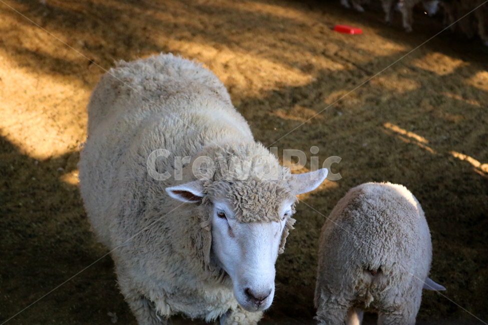 양,동물,포유류,초식동물,자연,목장,안성팜랜드,동물농장,동물,animal,포유류,mammal