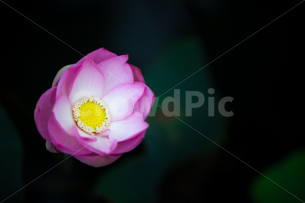 광주,전남,연꽃,홍련,여름,풍경,식물,자연,plants,nature,꽃,flower